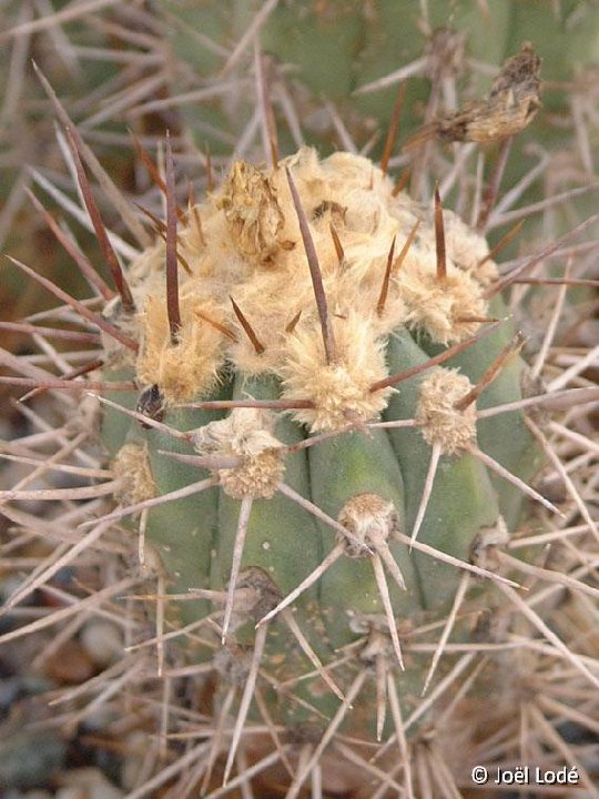 Copiapoa marginata ©JLcoll.758